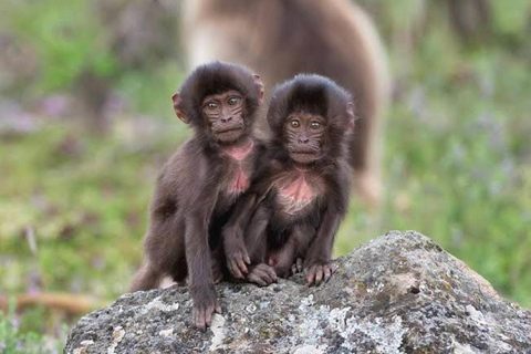 Äthiopien: 10-tägige Omo-Tal-Tour ab Addis Abeba