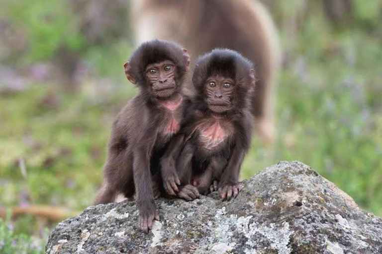 Äthiopien: 10-tägige Omo-Tal-Tour ab Addis Abeba