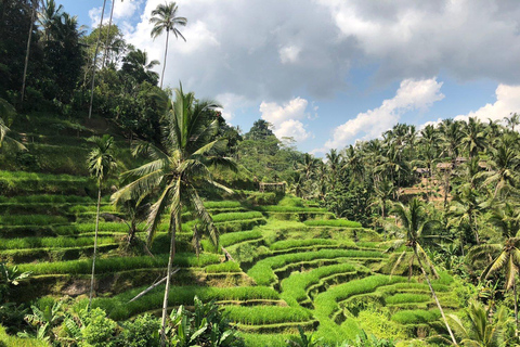 乌布猴林、梯田、秋千、寺庙和瀑布乌布猴林、水稻梯田、秋千、寺庙和瀑布