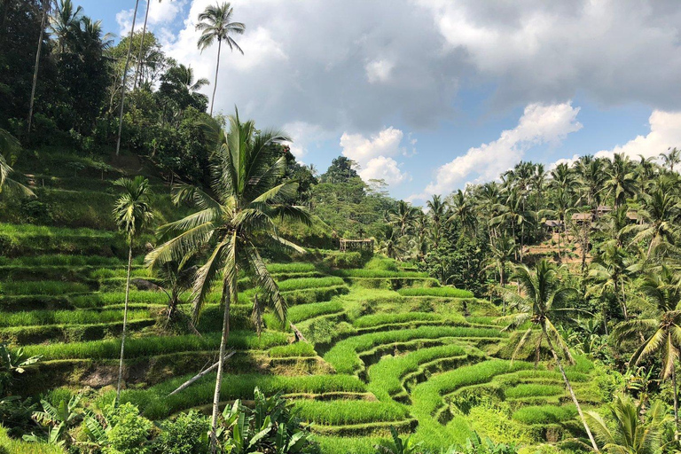 乌布猴林、梯田、秋千、寺庙和瀑布乌布猴林、水稻梯田、秋千、寺庙和瀑布