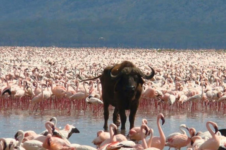 Lake Nakuru & Naivasha National Park Wildlife Highlights