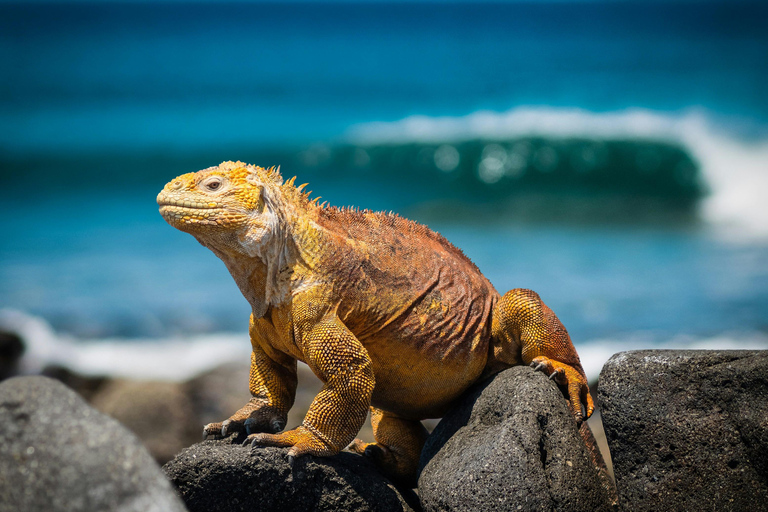 4-Day Galapagos Essential Budget Tour