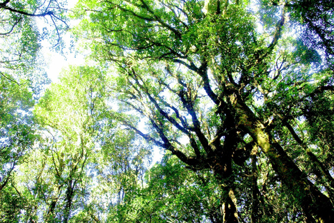 Chiang Mai: Excursión a Doi Inthanon, Cascadas y Aldeas Tribales