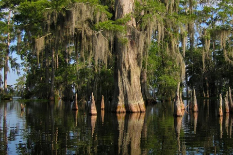 New Orleans/Westwego: Pontoon Boat Swamp Tour Without Pickup