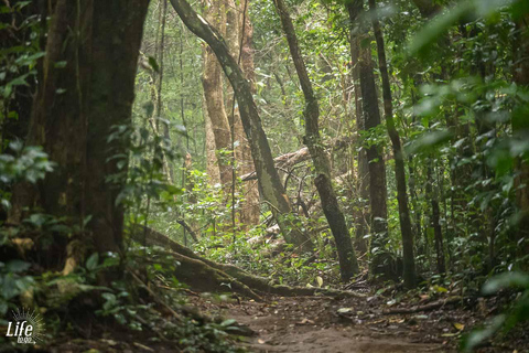 Rainforest Combo : Chocolate, Sloth & Nature