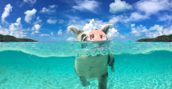 Nassau: Rose 3-Island Tour with Snorkeling and Lunch
