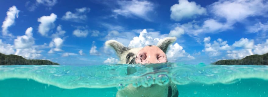 Nassau : Visite de Rose Island et de trois îles avec plongée et déjeuner