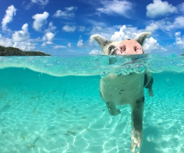 Nassau: Rose 3-Insel-Tour mit Schweinen, Schildkröten, Schnorcheln und Mittagessen