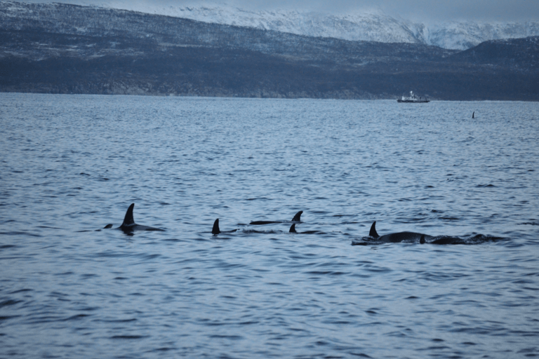 Tromsø: Whale Watching - fast and comfortable catamaran