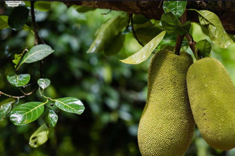 FROM NUNGWI:SPICE FARM TOURFROM NUNGWI :SPICE FARM TOUR