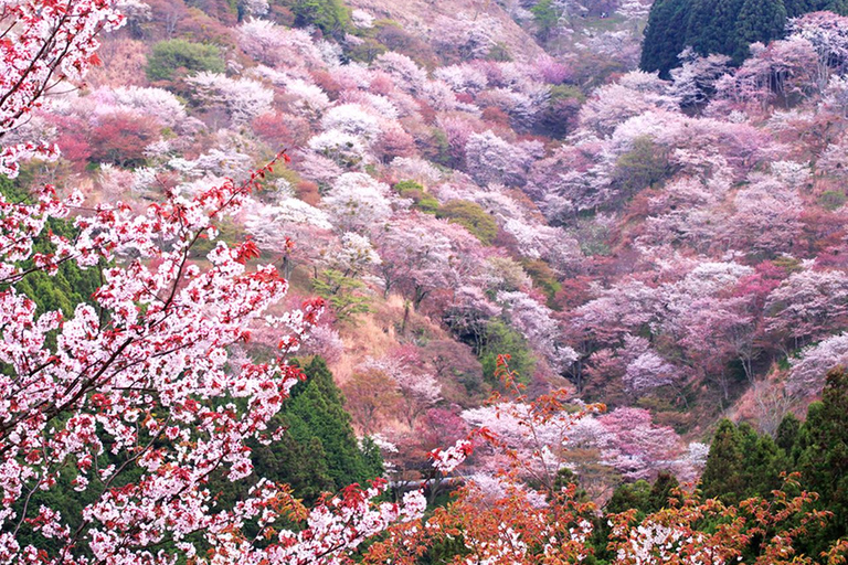 A Thousand Blossoms & Deer: Nara Spring Day Tour