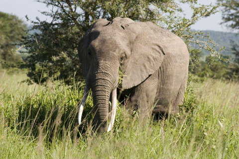 从桑给巴尔出发：米库米 2 日野游、马赛村和航班