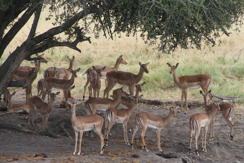 Victoria Falls: Safari game drive tour 3 hours