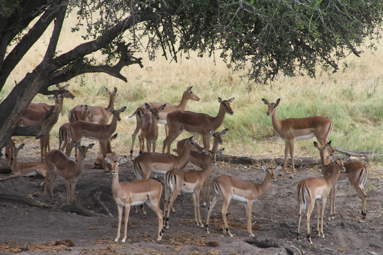 Victoria Falls: Safari game drive tour 3 hours