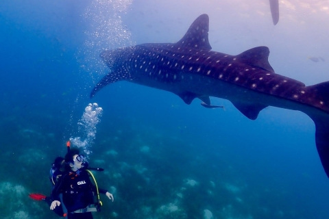Cebu : visite privée du requin-baleine et de la cascade mystérieusePlongée avec masque et tuba avec le requin-baleine et visite des chutes d'eau mystérieuses