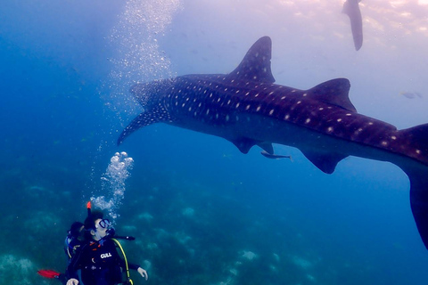 Cebu : visite privée du requin-baleine et de la cascade mystérieusePlongée avec masque et tuba avec le requin-baleine et visite des chutes d'eau mystérieuses