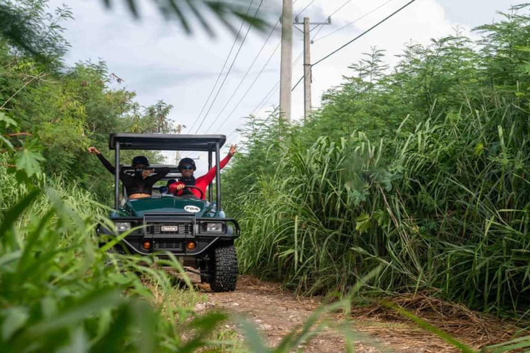 Punta Cana : visite d&#039;une jounée sur le chemin de l&#039;art et de la forêt avec déjeunerPunta Cana : visite d&#039;une jounée sur le thème de l&#039;art et de la forêt avec déjeuner