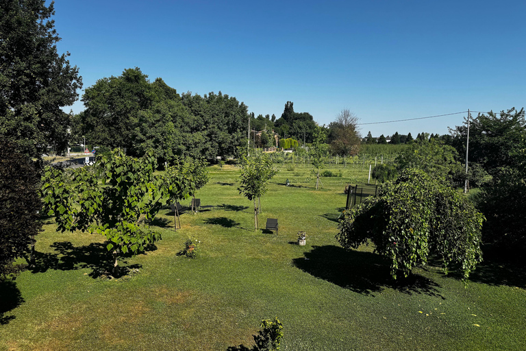 Modena: Balsamic Vinegar Tour and Tasting