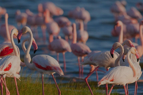 Safari di 3 giorni in Tanzania