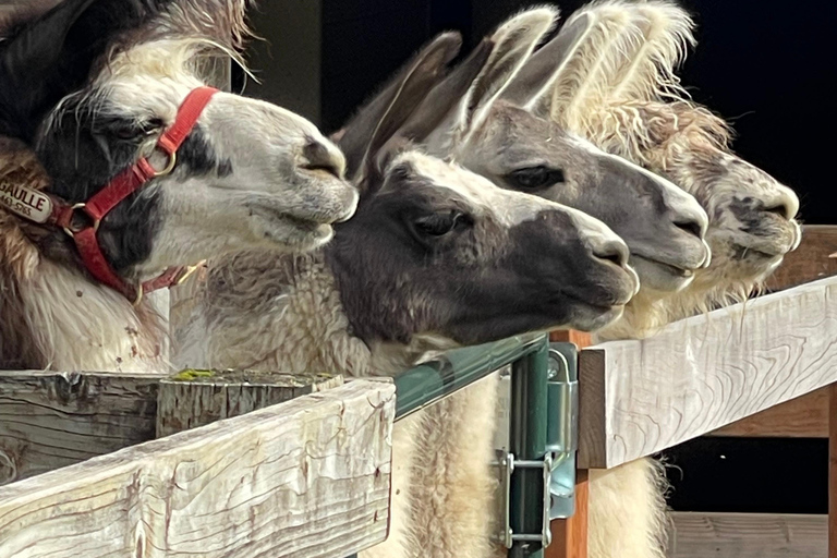 Roy, Washington : randonnée avec des lamas et rencontre avec des alpagas
