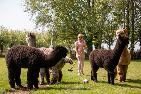 Zeeland: Alpaca Farm Visit with Alpacagolf & Meet and Feed