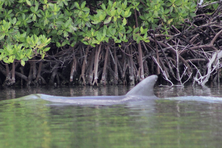 From Naples, FL: Marco Island Mangroves Kayak or Paddle Tour Easy Ride Pedal Kayak Tour