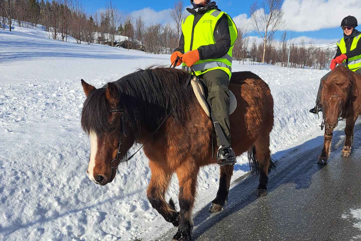 Tromsø: Lyngen Horse Winter Riding Experience