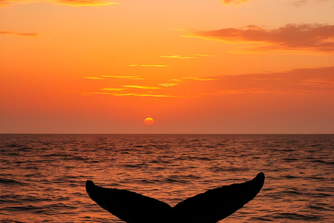 Oʻahu: osservazione balene in piccoli gruppi con equipaggio locale[PRIVATO] O'ahu: osservazione balene in barca a vela per piccoli gruppi