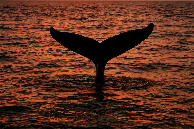 Oʻahu: osservazione balene in piccoli gruppi con equipaggio locale[PRIVATO] O'ahu: osservazione balene in barca a vela per piccoli gruppi