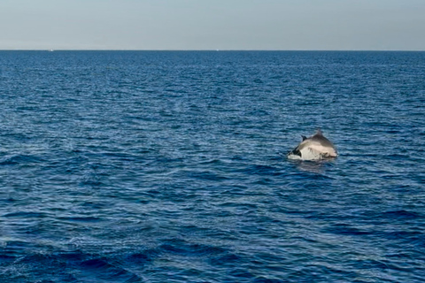 Lampedusa: Sunset Gulet Trip with Aperitif Dinner and Dolphin Watching