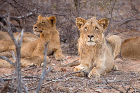 4-اليوم: بحيرة مانيارا وسيرينجيتي وسفاري نجورونجورو