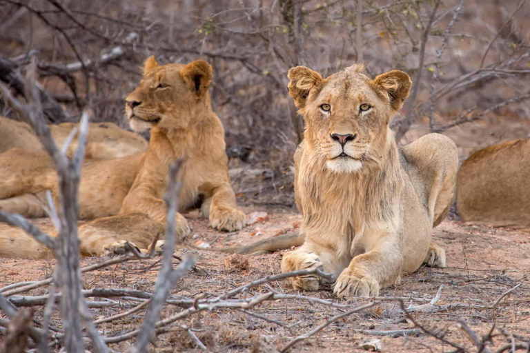 4-اليوم: بحيرة مانيارا وسيرينجيتي وسفاري نجورونجورو