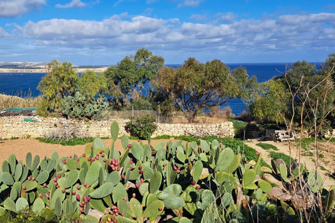 Nord-Malta: Quad Bike Tour mit Land, Meer und Schwimmen