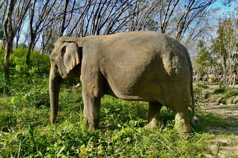 Khao Lak: Guided Walk & Feed Elephant Experience with Pickup Walk and Feed Tour with Khao Lak Hotel Transfer