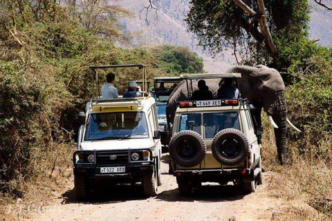 Zanzibar: Tarangire Nationaal Park en Ngorongoro Krater Tour