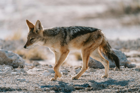 Namibia: Viaje de safari en régimen de semiinclusión __ 12 días