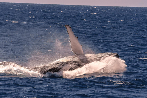 Cairns: Fitzroy Island and Humpback Whale Watching Tour 8:30 Departure