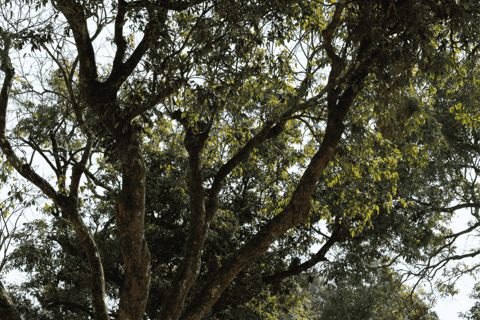 Hong Kong Eco-tourism: Guided Forest Bathing Experience Private Forest Therapy Session