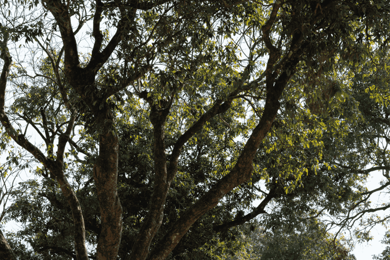 Hong Kong Eco-tourism: Guided Forest Bathing Experience Private Forest Therapy Session