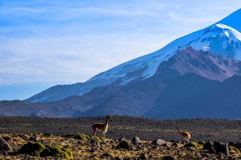 Da Arequipa: Escursione al Canyon del Colca 2D con arrivo a Puno