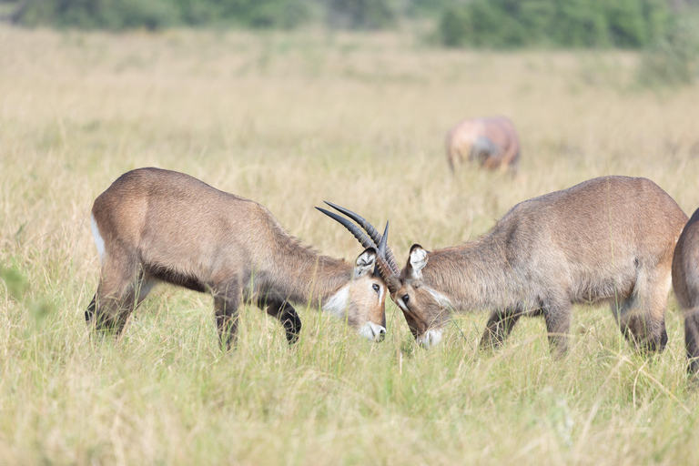 Kigali: 7-Day Safari, Wildlife Immersion, Big 5 to Gorillas