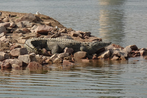 From Agra: Day Trip to Chambal River Safari with Lunch