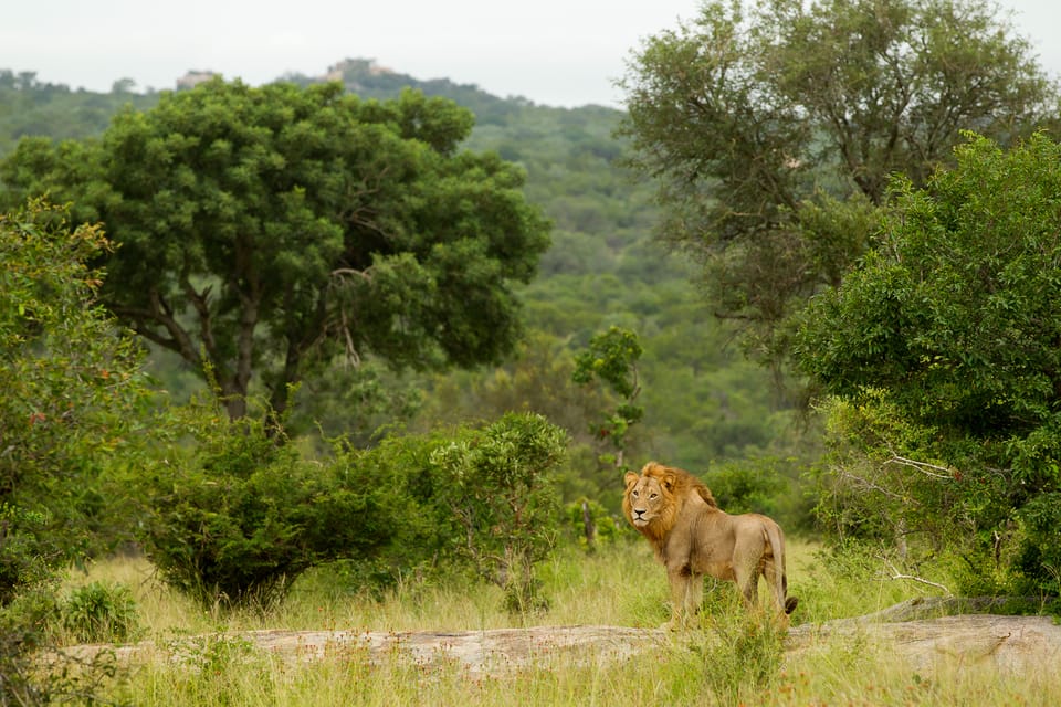 Desde Hoedspruit, Kruger National Park Safari de día completo - Hizvo