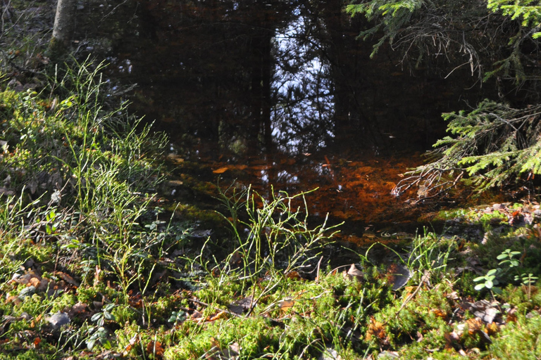 Stockholm: Dog Walk in Nature Reserve with Swedish Fika