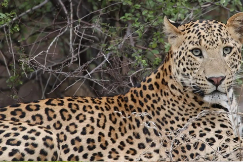 Jaipur: Half-Day Jhalana Leopard Safari with Guide