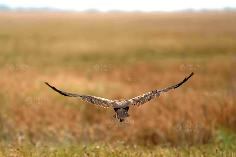 Shirvan Eco-Tour: Gazelles, Birdwatching & Village Lunch Private tour