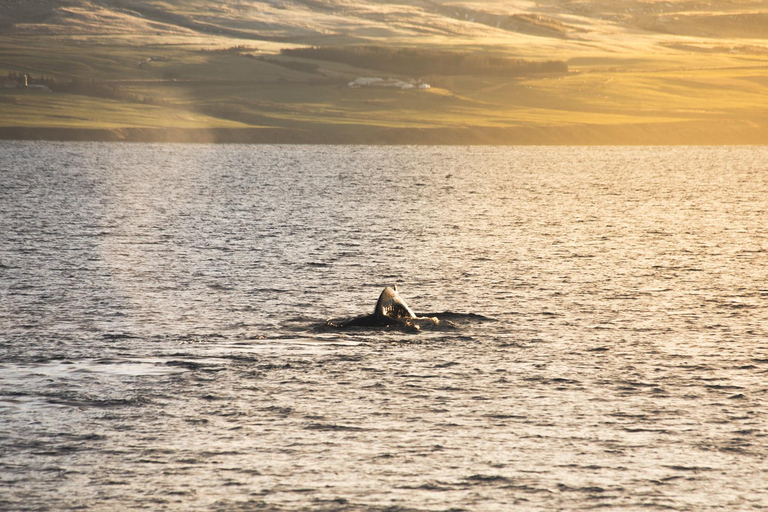 Whale Watching from Akureyri - Small Group Tour (Hjalteyri)