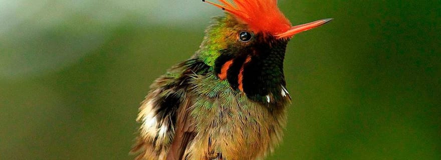 Depuis Cusco : Visite du parc national de Manu et hébergement 3 jours