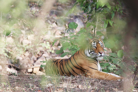 Vanuit Jaipur: 7-daagse wildlife tour door Rajasthan