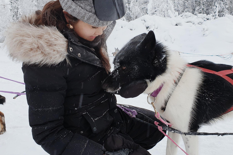 Fairbanks: Dog Sledding and Mushing Experience